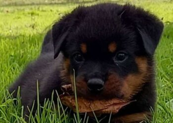 “Criadero Fuerte Tandil” tiene disponibilidad de cachorros Rottweilers