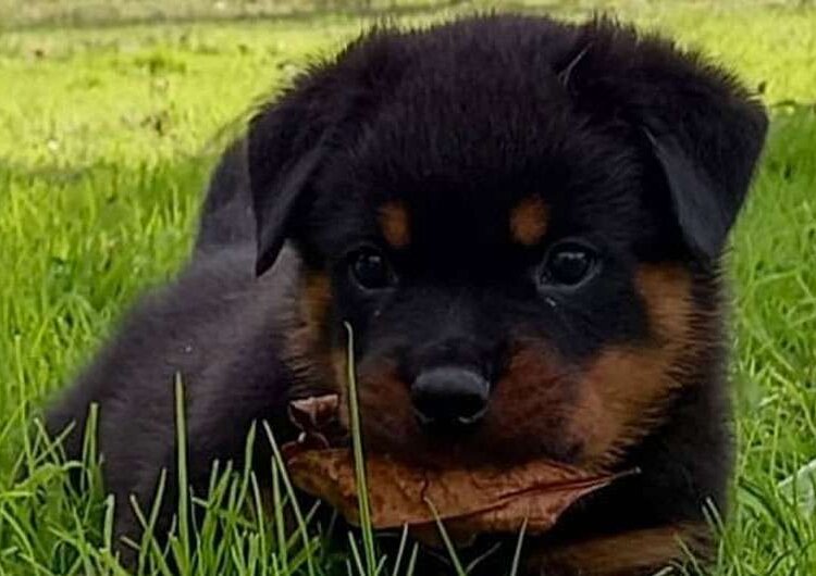 “Criadero Fuerte Tandil” tiene disponibilidad de cachorros Rottweilers