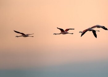 Crearán un nuevo parque nacional en Miramar de Ansenuza