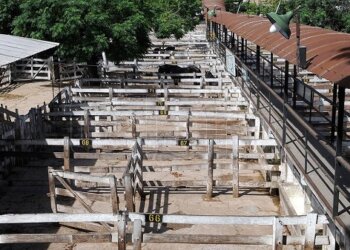 Rige la suspensión para exportar carne y la Mesa de Enlace inició un lock out