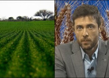 Se espera un área de siembra récord de cultivos de invierno: trigo estable y cebada en crecimiento