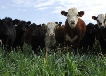 El gobierno es como un cazador que vive al día y luego depreda las vacas del productor