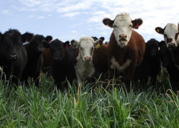 El gobierno es como un cazador que vive al día y luego depreda las vacas del productor