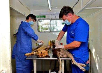 «Estamos haciendo menos castraciones que en meses anteriores» aseguró Loza