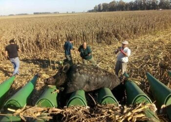 Una cosechadora se chocó un chancho jabalí de casi 300 kilos