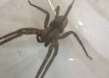 Mar del Plata: Encontraron un espécimen de las araña más letal del mundo en una verdulería