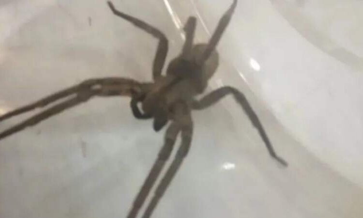 Mar del Plata: Encontraron un espécimen de las araña más letal del mundo en una verdulería