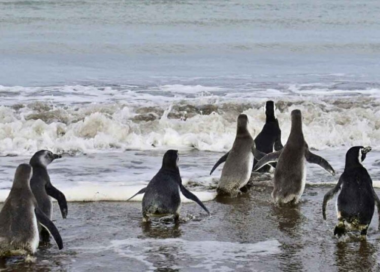 Por primera vez, liberaron pingüinos recuperados en el mar de Monte Hermoso