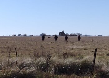 Rastrillajes por sectores rurales para dar con el paradero del joven desaparecido