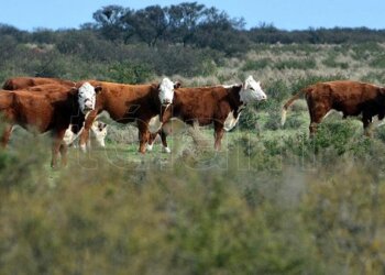 Avanza la elaboración conjunta con las provincias del Plan Ganadero Federal