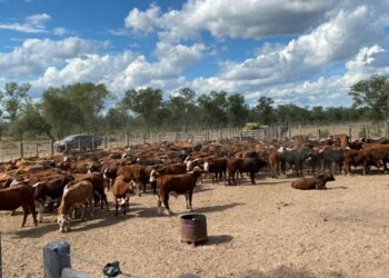 La causa judicial por el robo de 3.500 vacas sumó un nuevo detenido: es un empleado del Senasa