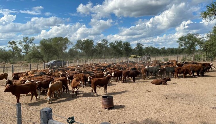 La causa judicial por el robo de 3.500 vacas sumó un nuevo detenido: es un empleado del Senasa
