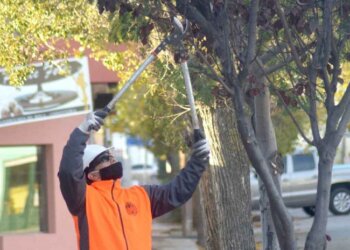 Actividades  de poda  y reposición de especies en el arbolado público  de nuestra ciudad.