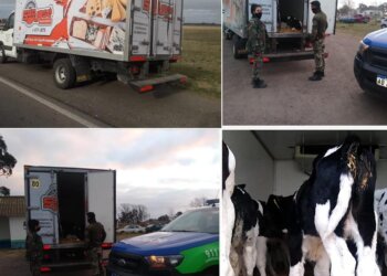 Labran infracciones y secuestran animales por falta de documentación