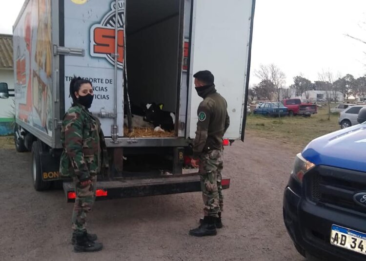 Labran infracciones y secuestran animales por falta de documentación