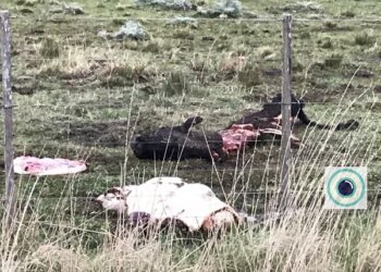 Abigeato en un campo de Benito Juárez