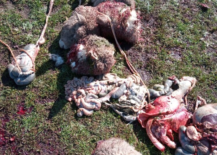 Una vez más y van, faena y daño en un campo juarense