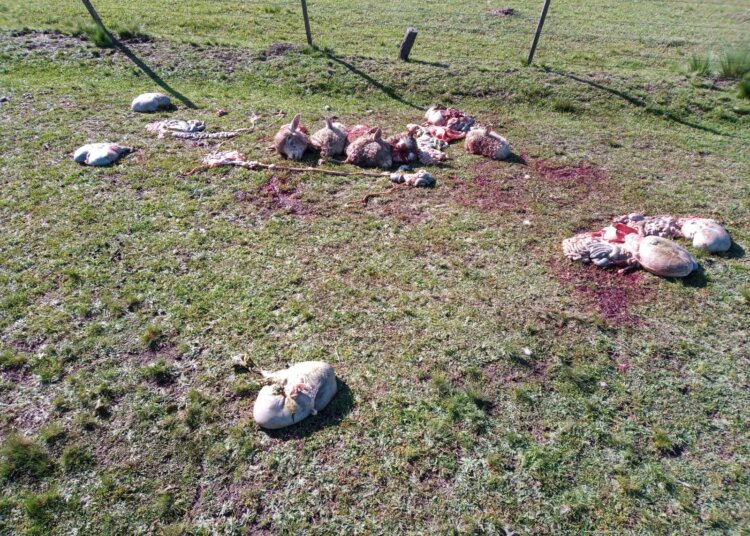 Una vez más y van, faena y daño en un campo juarense