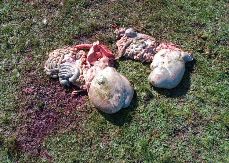 Una vez más y van, faena y daño en un campo juarense