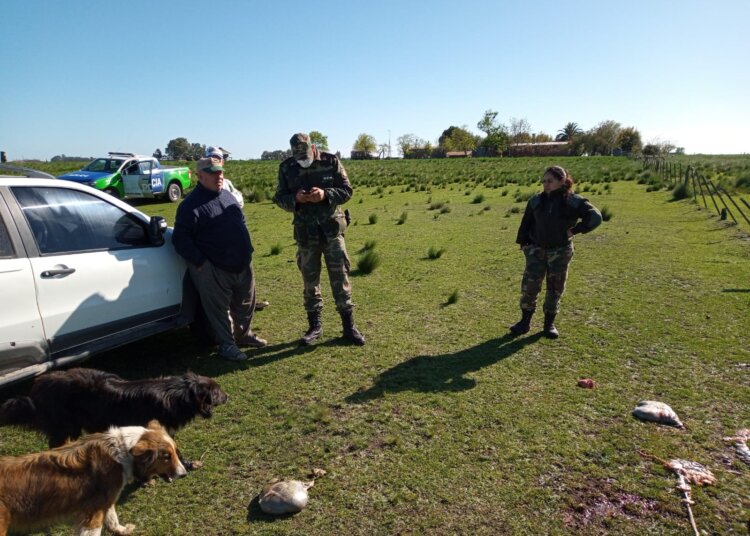 Una vez más y van, faena y daño en un campo juarense
