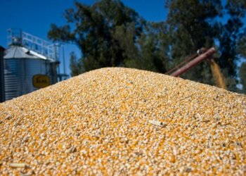 El Gobierno limitó las exportaciones de maíz