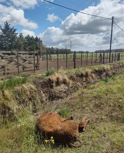 Carnean novillos en una chacra sobre la ruta 86