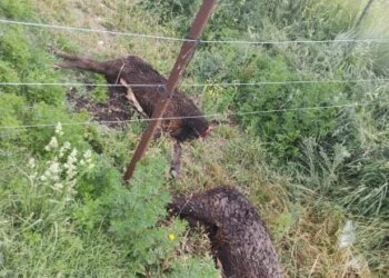 Carnean novillos en una chacra sobre la ruta 86