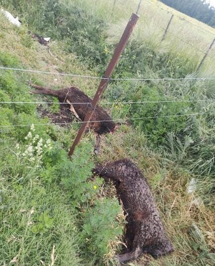 Carnean novillos en una chacra sobre la ruta 86
