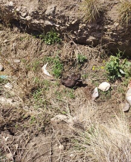 Carnean novillos en una chacra sobre la ruta 86