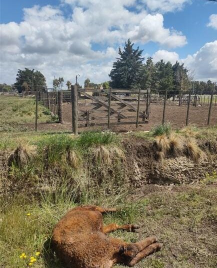 Carnean novillos en una chacra sobre la ruta 86