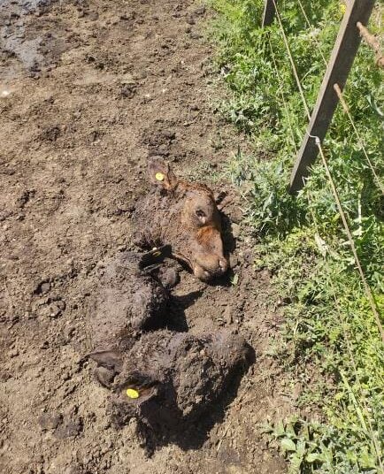 Carnean novillos en una chacra sobre la ruta 86