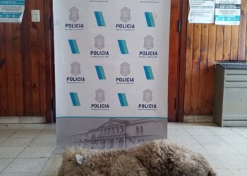 Detuvieron a una persona por abigeato