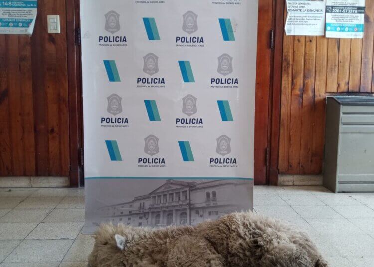 Detuvieron a una persona por abigeato