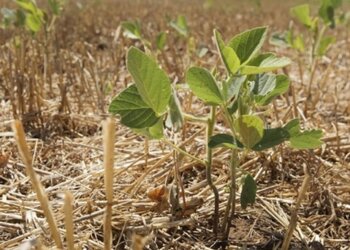“Las intervenciones en los mercados granarios perjudican la sustentabilidad”