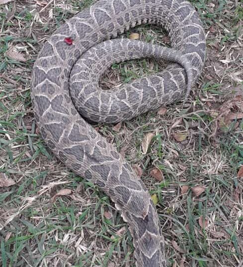 El Ojo de la Gente: aparición de Yararás en Villa Cacique