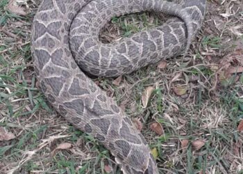 El Ojo de la Gente: aparición de Yararás en Villa Cacique