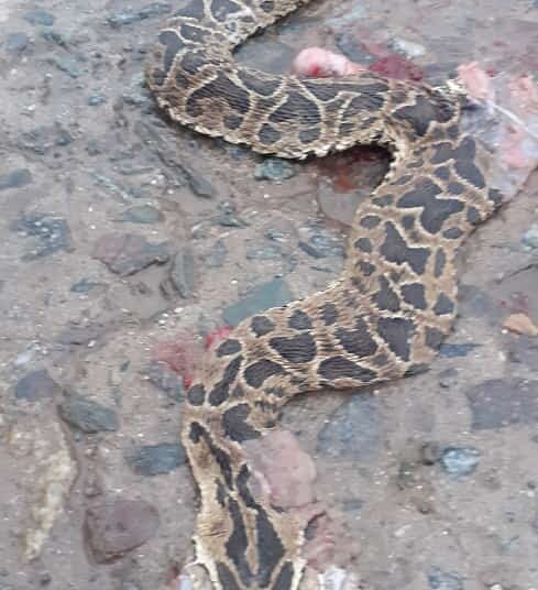 El Ojo de la Gente: aparición de Yararás en Villa Cacique