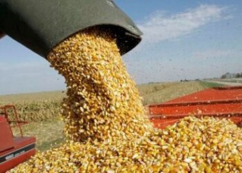 Retenciones: cómo impactó la suba de los granos en la recaudación del primer trimestre