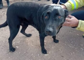 Confirmación oficial, encontraron a uno de los perros que estaba con Matías