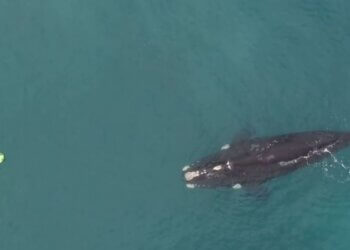 Ballenas en la costa: Prefectura recomienda no acercarse a menos de 200 metros en casos de avistaje