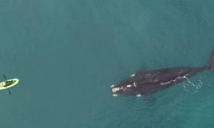 Ballenas en la costa: Prefectura recomienda no acercarse a menos de 200 metros en casos de avistaje