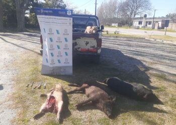 Hallaron cazadores en un campo del distrito