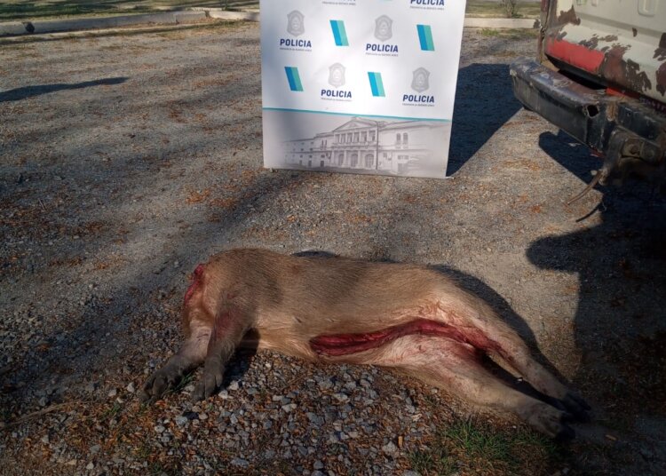 Demoraron a 4 tandilenses por caza en un campo