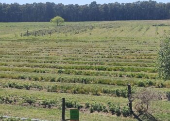 Se recibió un importante subsidio en forma directa para la compra de 1.500 plantines de frambuesa