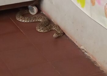 Una presencia inesperada causó temor en la escuela 18 de Barker