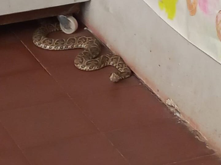 Una presencia inesperada causó temor en la escuela 18 de Barker