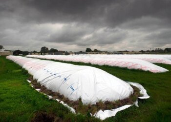 Los productores apuran la siembra de soja con la esperanza de que mejore el clima