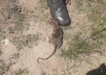 Acumulación de residuos y aparición de ratas en el Penal 37 de Barker