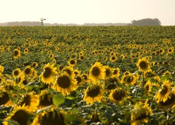 Girasol: terminó la siembra y arrancó la cosecha, con un mercado dominado por la incertidumbre
