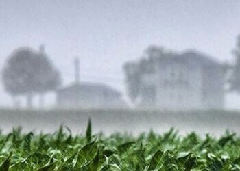 El año nuevo recibió al campo con nuevas lluvias vitales para continuar con la siembra de soja y maíz